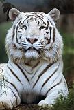   White Tiger